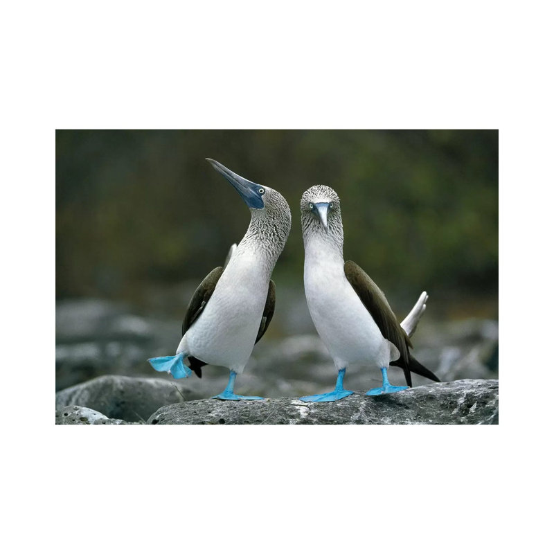 Blue-Footed Booby Pair Performing Courtship Dance, Punta Cevallos, Espanola Island, Galapagos Islands, Ecuador by Tui De Roy - Wrapped Canvas Print