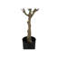 Plante artificielle