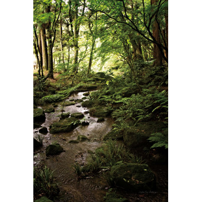 Lush Creek en forêt
