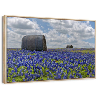 Texas Bluebonnets