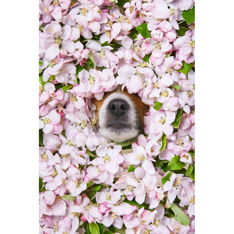 Chien en fleurs - Photographie sur toile tendue, H 18 po x l 12 po