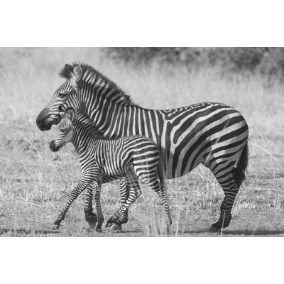 Mother And New Born by Scott Bennion - Wrapped Canvas Art Prints