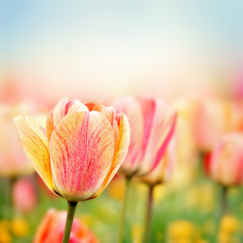 Spring Tulip Flowers - Wrapped Canvas Print, 122cm H x 122cm W