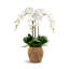 Manorca RealTouch Orchid Arrangement-578476615