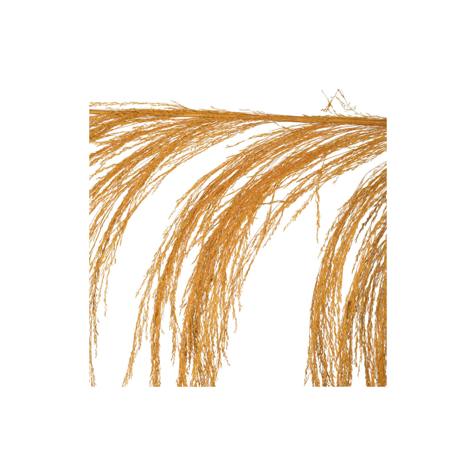 Lei 71'' Palm Plant, Aspen Gold