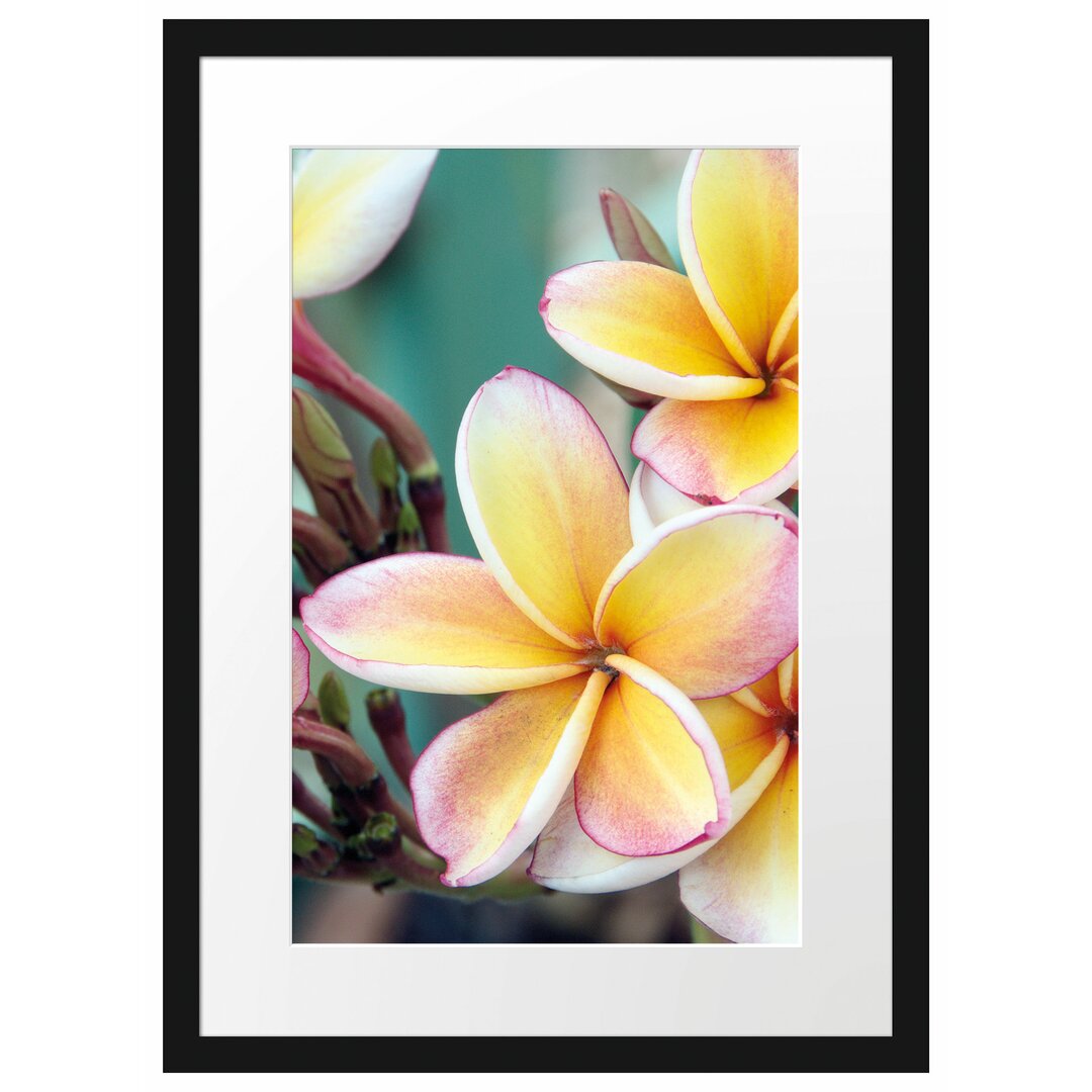 Monoi Blumen auf Hawaii Gerahmter Fotokunstdruck Poster