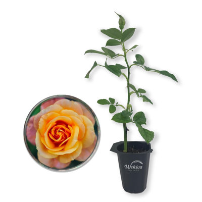 Magic Lantern Rose Bush - Live Starter Plants in 2 Inch Growers Pot - Beautifully Fragrant Grandiflora Rose - A Versatile Beauty with a Rich Fragrance