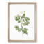 Leschenault's Rose in White by Pierre-Joseph Redoute - Picture Frame Painting Print-55582577-55582581