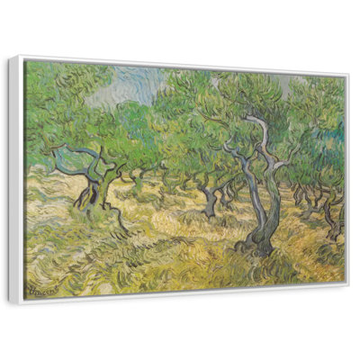 Olive Grove