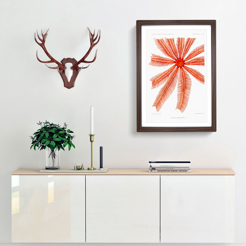 Starfish by Albert I - Framed Print, Walnut Framed, 65cm H x 48cm W x 2cm D