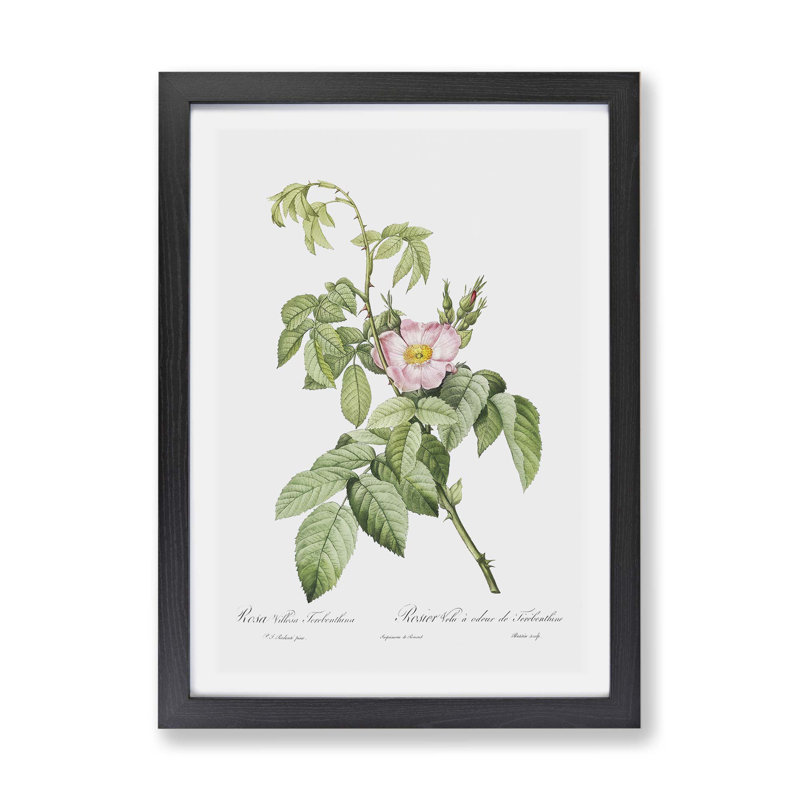 Apple by Jean Bernard - Single Picture Frame Print, 33cm H x 45cm W x 2cm D, Black