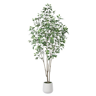 Adcock Ficus Tree in Pot
