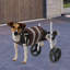 Fauteuil roulant ajustable pour chien à 2 roues pour les jambes en arrière, chariot de mobilité léger en aluminium, capacité de 6,61 à 19,84 lb-112296755