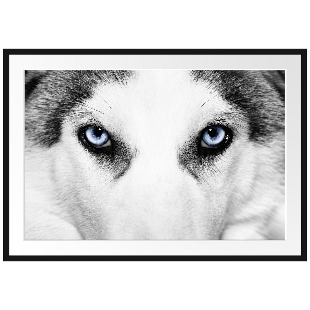 Gerahmtes Poster Husky mit Eisblauen Augen