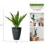 Plante grasse artificielle en pot 35,5 "Panama