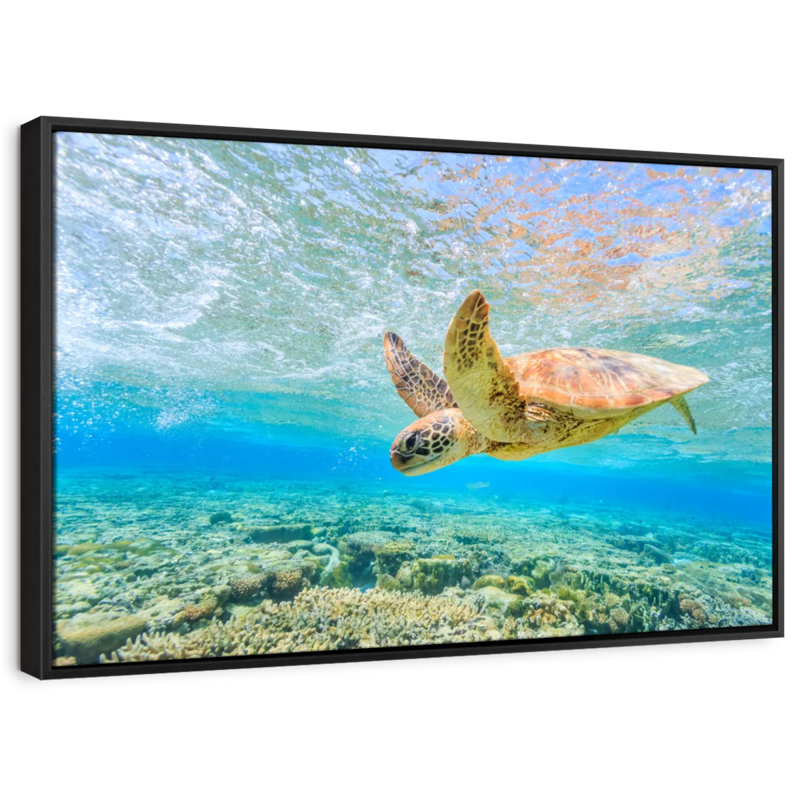 Turtle Dive Canvas Print, 29" H x 43" W