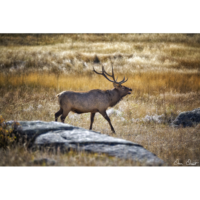 Elk Study II par David Drost - Photographie sur toile tendue, H 32 po x l 48 po x P 1,25 po