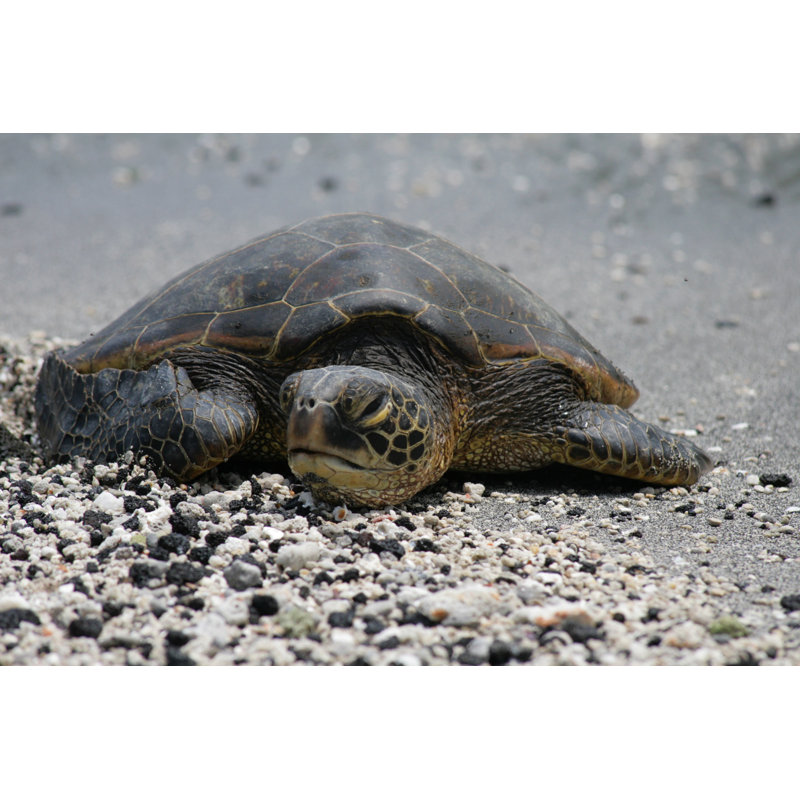 Sea Turtle - Wrapped Canvas Print, 30cm H x 46cm W x 3.8cm D