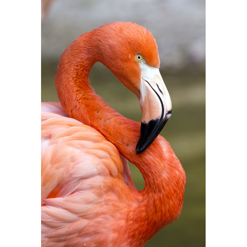Flamingo by KarSol - Wrapped Canvas Print, 30cm H x 20cm W