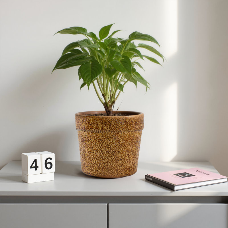 Ensemble de 3 pots de fleurs décoratifs pour l'extérieur 15 "en céramique avec pot de drainage, Brun antique