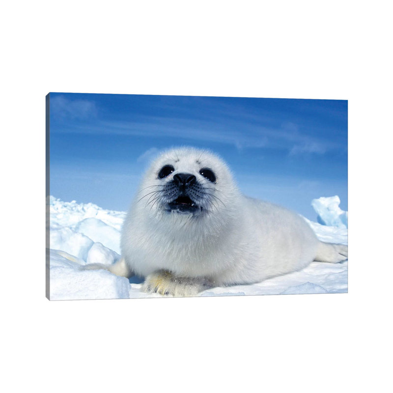 A Young Harp Seal Laying On An Ice Floe, Canada II by VWPics - Wrapped Canvas Print, 20.32cm H x 30.48cm W x 1.905cm D