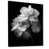 Black Floater Framed selected
