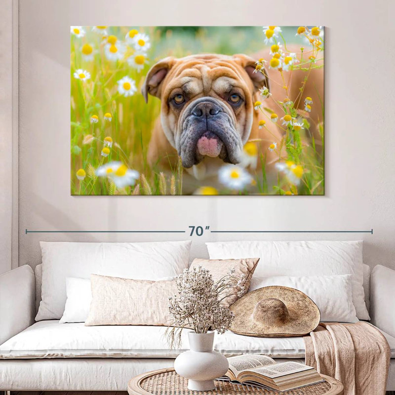 Bouledogue anglais Brampt jouant, H 34 po x l 51 po