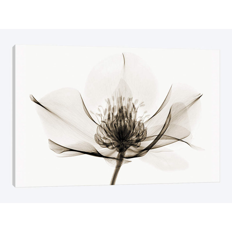Robert Coop - Wrapped Canvas Print, 66.04 cm H x 45.72 cm W x 1.91 cm D