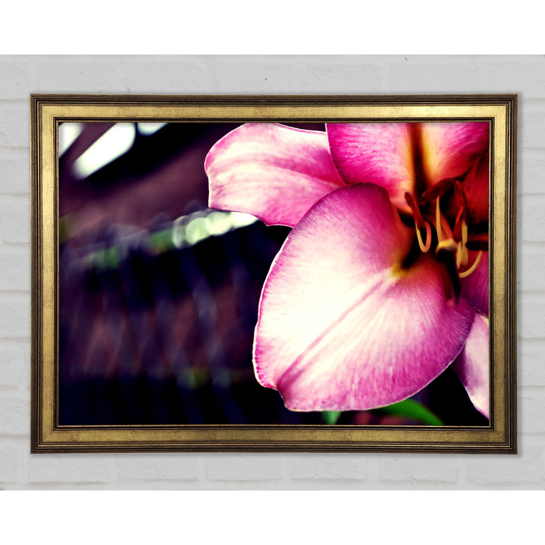 Close_Up Of A Pink Petal Gerahmter Druck