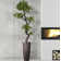 Panama Floor Yacca Tree in Planter