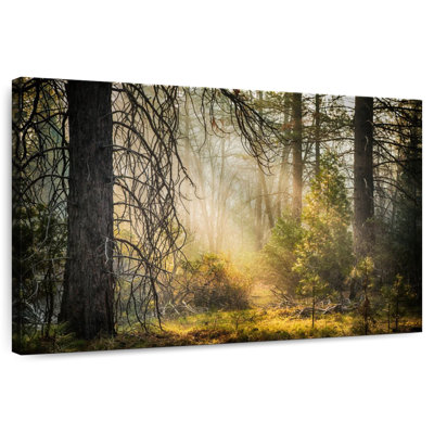 Alvord Mariposa Grove Forest