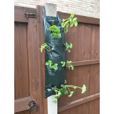 Hendrickson Wall Planter