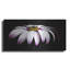 Mercer41 «Pink Osteospurmum on Black Panoramic» par Tom Quartermaine, art mural en métal-720996469