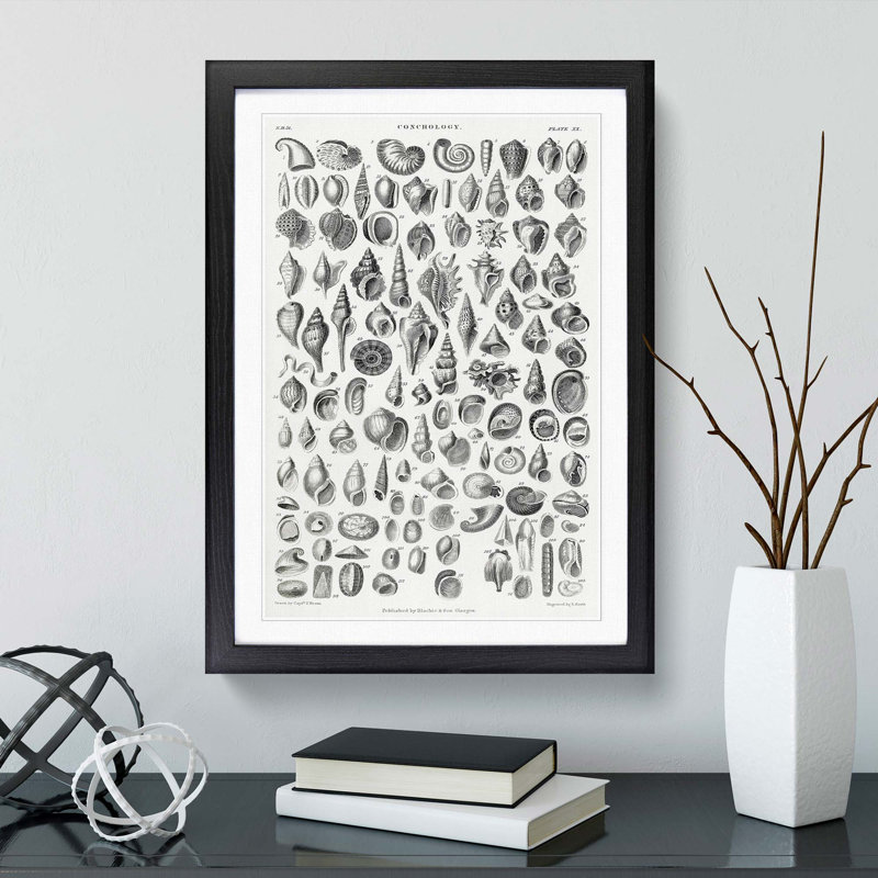 Study of Mollusc Shells XX by Oliver Goldsmith - Framed Print, 36cm H x 27cm W x 2cm D, Black Framed