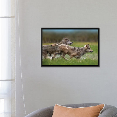 " Wolf Pair Running Through Water, North America " by Tim Fitzharris