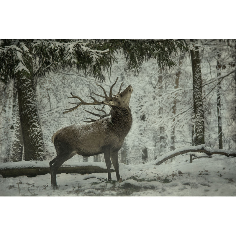 Deer in Winter Landscape - Photographie sur toile tendue, H 24 po x l 36 po