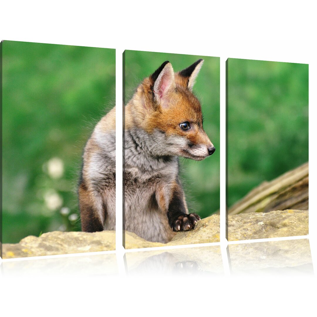 3-tlg. Leinwandbilder-Set „Junger Fuchs“, Fotodruck