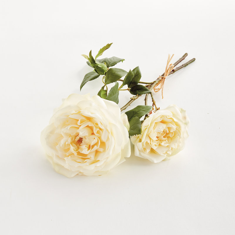 English Rose, Cream