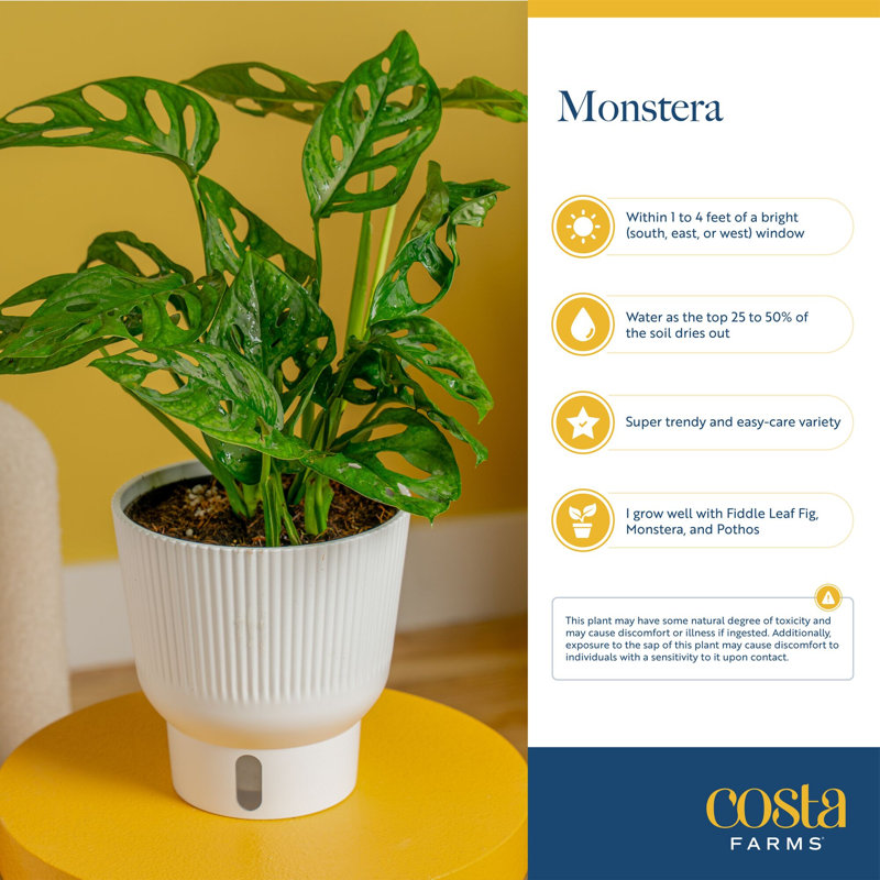 Costa Farms Swiss Monstera House Plant in 5-inch Self-Watering Pot