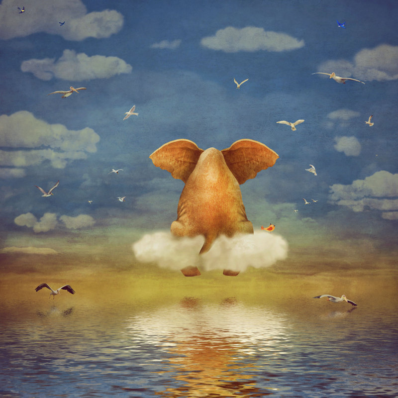 «Elephant» par Marozci, impression sur toile tendue, H 20 po x l 20 po