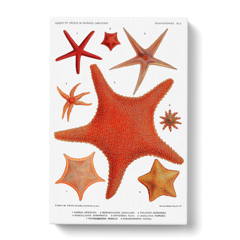 Assortment of Starfish by Albert I - Wrapped Canvas Painting Pint - Wrapped Canvas, 76cm H x 50cm W x 3cm D