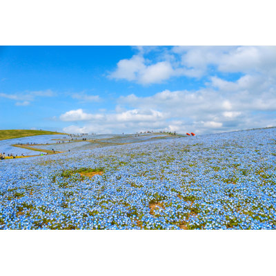 Nemophila Flowers Field by PonAek - Wrapped Canvas Print
