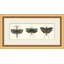 Specimen Trio 1 Print by Lillian August