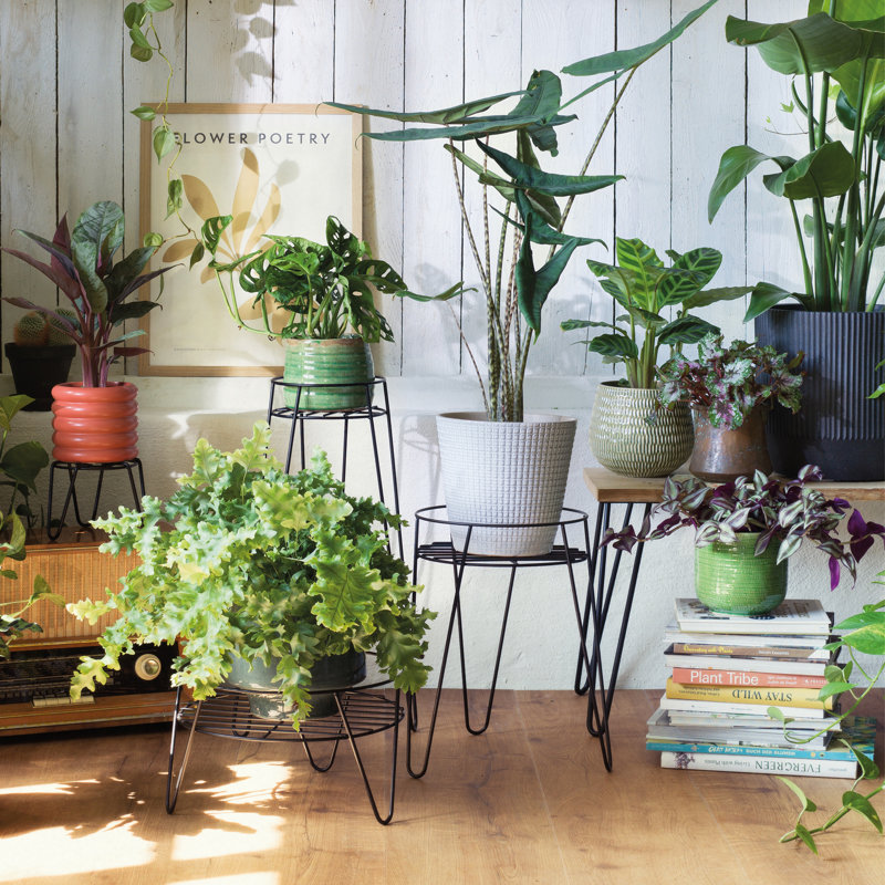 Support pour plante moyen en métal - Présentoir pour plante d'intérieur et d'extérieur en acier robuste, finition thermolaquée noire