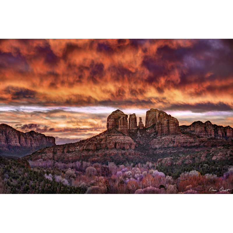 " Pink Morning Glory IV " by David Drost, 8" H x 12" W