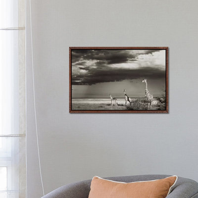 B&W Giraffe Trio by Klaus Tiedge - Print on Canvas