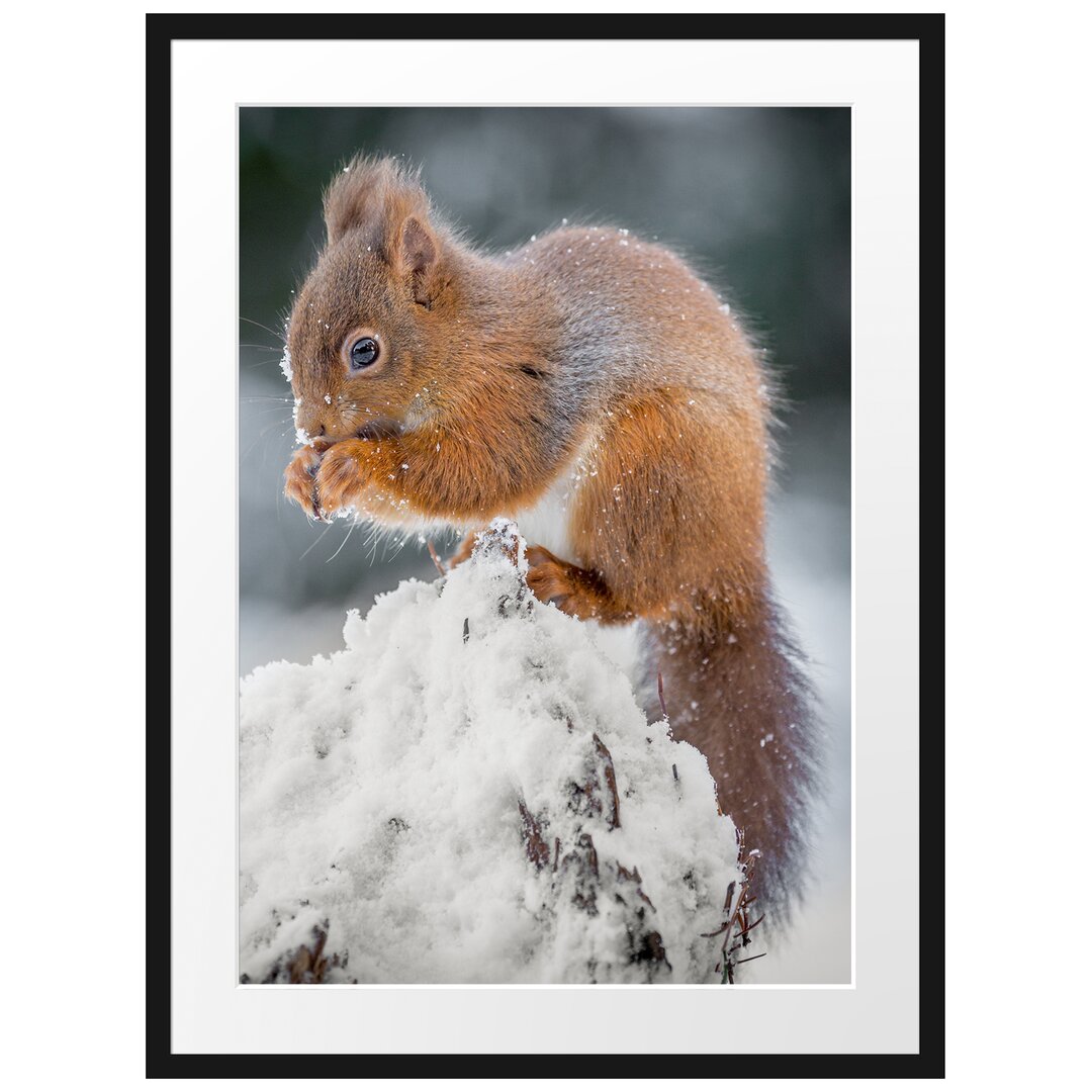 Gerahmtes Poster Kleines Eichhörnchen im Winter