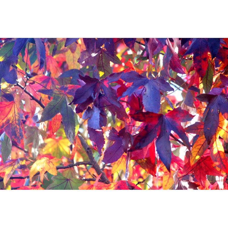 Liquidambar Tree by Mtreasure - Wrapped Canvas Print, 51cm H x 76cm W