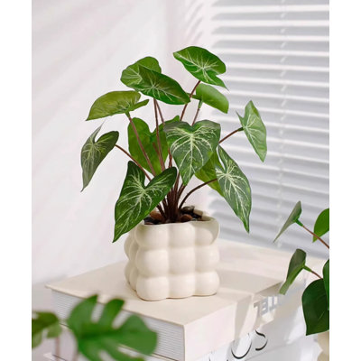 9,45 plante