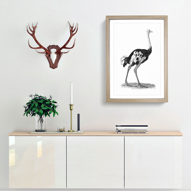 Ostrich in Black and White by George Shaw - Framed Print, 36cm H x 27cm W x 2cm D, Oak Framed